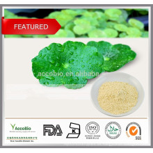 Extracto 100% natural de Gotu Kola / Centella Asiatica 50% Asiaticosides Extracto de HPLC / Halal Centella Asiatica